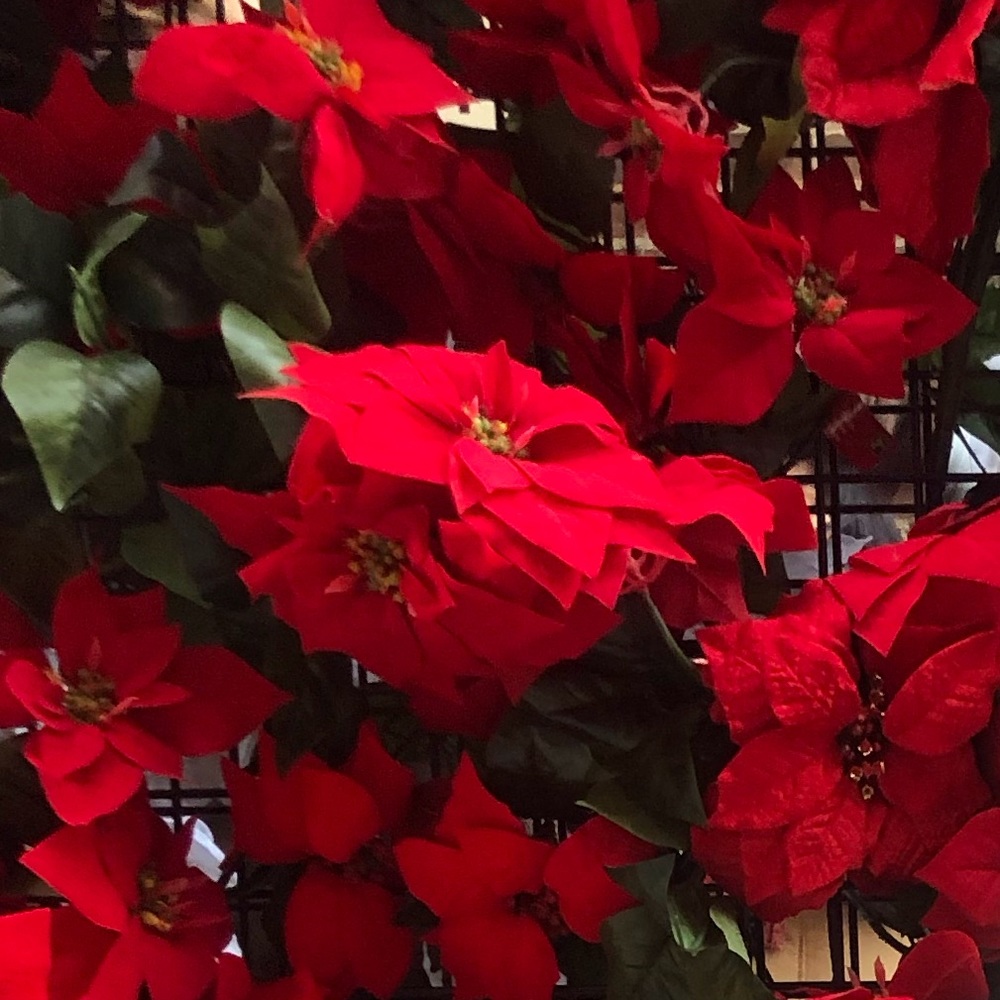 Meet your Posher, Alessia